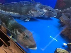 -渔洲情海鲜酒家
