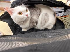 -瑞鹏宠物医院·骨科·猫科·内科(第一中心)