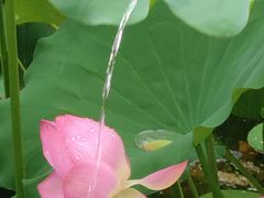 -荔湾湖公园