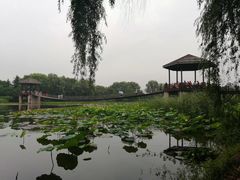 -荷塘月色湿地公园·向阳花洲