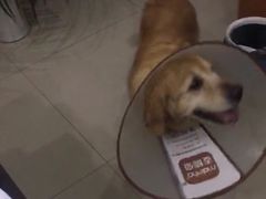 -瑞鹏瑞爱宠物医院·全科·猫科·血液透析中心(龙头寺店)