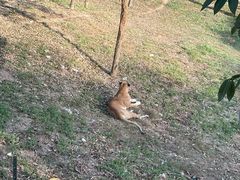 -深圳野生动物园