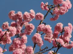 -天适樱花悠乐园