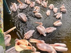 -广州长隆飞鸟乐园