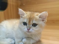 -猫十亿·布偶金渐层·曼基康矮脚猫舍(青年路店)