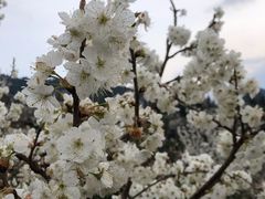 -樱桃山旅游景区