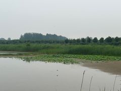 -黄河故道国家森林公园