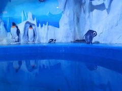 -多彩贵州城极地海洋世界