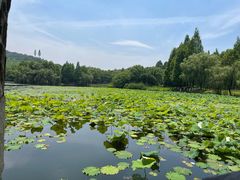 -良渚君澜度假酒店·中餐厅