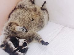 -浣熊柯尔鸭土拨鼠·电玩咖