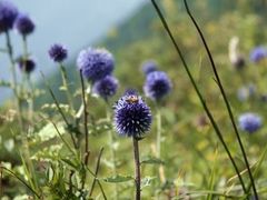 -白草畔自然风景区