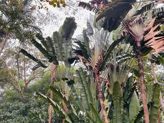 -中国科学院西双版纳热带植物园