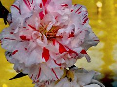 -南汇桃花村