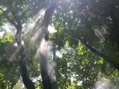 -金花茶公园