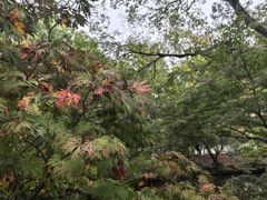 -秋霞圃
