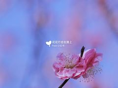 -香雪海
