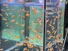 -青石桥花鸟鱼虫市场(叠翠城店)