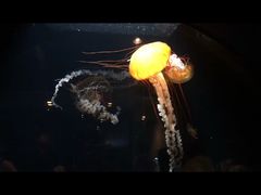 -鹿儿岛水族馆