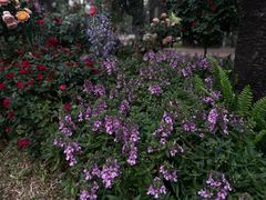 -人民公园(罗湖区)