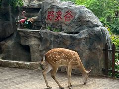 -野象谷景区