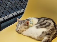 -怪兽屋·羊驼·猫咖·狗咖(俊华广场店)