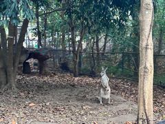 -清迈夜间动物园