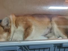 -谐和益家动物医院·免疫绝育·血液透析·宠保定点医院(高新伊藤分院)