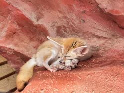 -Zoolung Zoolung动物主题公园(海信广场店)