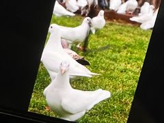 -上海野生动物园