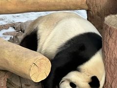 -沈阳森林动物园