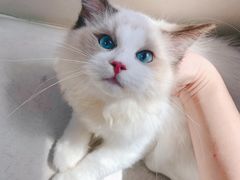 -lincat·猫舍(广州店)