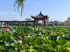 -莲花池公园