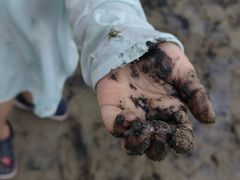 -红树林天天赶海