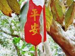 -上海佘山国家森林公园天马山园