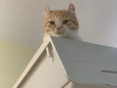 -猫和宫(六道口店)