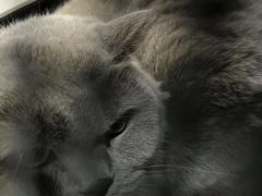-中农国际动物医院24小时·猫科·骨科·急重症中心