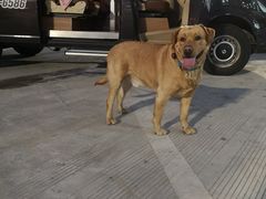 -宠物之家Pets Home 宠物寄养酒店