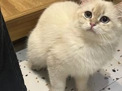 -滚猫咖啡·猫咖·猫友好撸猫(未来城店)