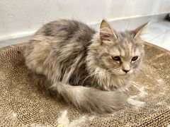 -楼上猫咖(罗湖店)