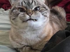 -清真铁志明腊牛羊肉