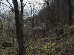 -王顺山国家森林公园