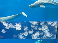 -海合安成都极地海洋公园