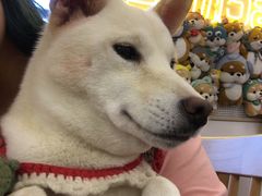 -豆柴町-柴犬主题狗咖(红鼎国际C座店)