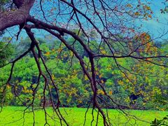 -南宁良凤江国家森林公园