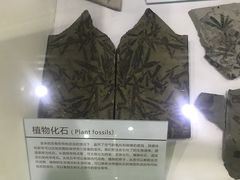 -中国第四纪冰川遗迹陈列馆