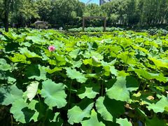 -陈家山荷花公园