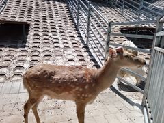 -北京鹿世界主题园