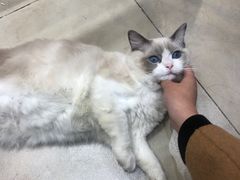 -老吴的猫·猫舍(新区店)