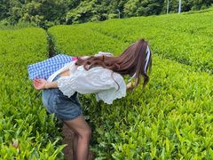 -雪绿茶博物馆