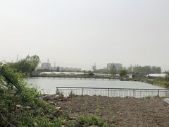 -喜杨洋草莓采摘园